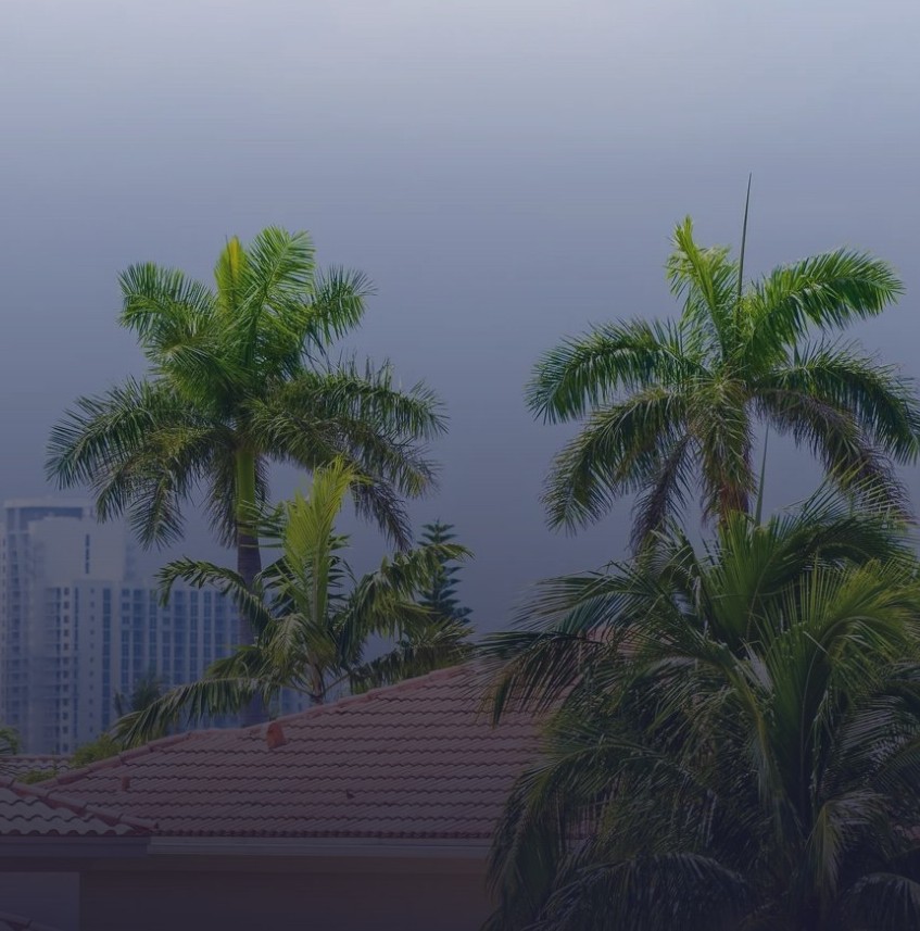 Palm trees and residential rooftops